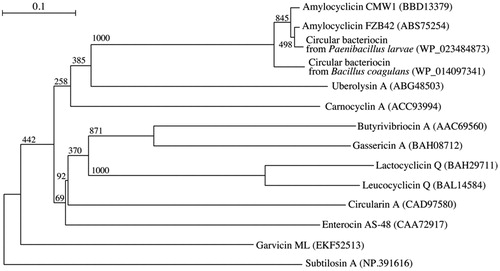 Figure 3. Phylogenetic tree with amylocyclicin CMW1 and related circular bacteriocins based on mature amino acid sequences. Note: Bar 0.1 nucleotide substitutions per site.