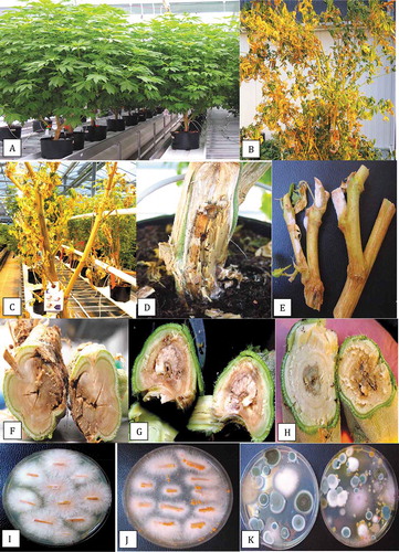 Fig. 2 Symptoms of infection caused by Fusarium oxysporum on stock (mother plants). (a) Healthy plants approximately 8 months old. (b) Advanced infection causing yellowing and necrosis of leaves, and wilting symptoms. (c) Total collapse and defoliation of diseased plant. (d) Symptoms of crown decay in the plant shown in (b) with white mycelial growth. (e) Growth of F. oxysporum on pruning sites of stock plants under conditions of high humidity. (f) Internal stem discoloration and decay at the crown of diseased plant shown in (d). (g) Internal stem discoloration and decay of the stem at a distance of 100 cm from the crown. (h) Internal stem discoloration and decay at a distance of 150 cm from the crown. (i) Colonies of F. oxysporum recovered from decayed tissue pieces from the crown of a diseased plant. (j) Formation of orange sporodochia after growth for one month on PDA. (k) Colonies of F. oxysporum (pinkish-white) recovered on Petri dishes left exposed in the growing environment of stock plants for one hour. Other colonies are those of Penicillium species