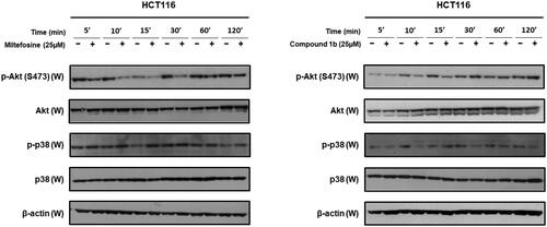 Figure 12. Time-dependent effects of compound 1b and miltefosine on phosphorylation of AKT and p38 MAPK in HCT116 colon cancer cells.