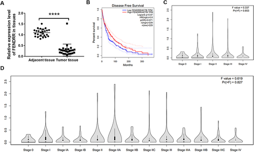 Figure 1 LncRNA-FENDRR was low expressed in SKCM tissues and decreased the overall survival rate. (A) Q-PCR was used to detect the expression of FENDRR in 24 melanoma tissues; (B) disease-free survival analysis of SKCM patients in high and low FENDRR expression groups. Data was analysed by GEPIA. (C) FENDRR levels in the main SKCM progression stages. (D) FENDRR levels in a detailed SKCM progression stages. (C and D) were analysed by GEPIA database w ****P<0.0001.