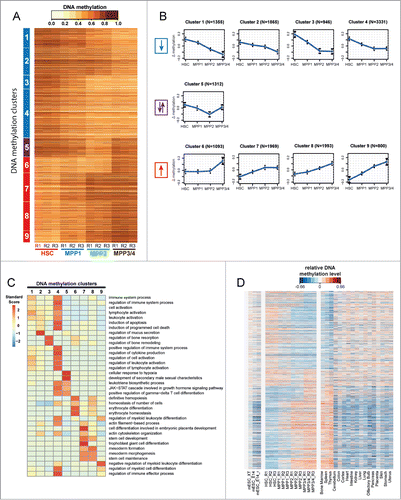 Figure 2. For figure legend, see page 3481.Figure 2 (See previous page). Conserved haematopoietic tissue-specific DNA-methylation. (A) Heatmap of all DMRs (n = 15,987) detected between the 4 HSPC populations (HSC, MPP1, MPP2 and MPP3/4). Each horizontal dash represents the ratio of methylated/unmethylated CpGs in each cell population. R1-R3: biological replicates. Nine distinct DNA methylation clusters were identified by unsupervised cluster analysis and can be grouped into 3 categories: Clusters 1–4 demonstrate a loss of methylation (blue) and clusters 6–9 a gain of methylation (red) from HSC to MPP3/4. Cluster 5 shows a loss of methylation from HSC to MPP2 followed by a gain of methylation to MPP3/4 (purple). (B) Display of mean methylation differences (ΔMeth) ±SD in DMRs of each cluster. ΔMeth is defined as the mean difference in methylation levels in a given subpopulation relative to the mean methylation level of all 4 subpopulations. Blue arrow downwards: loss of methylation; red arrow upwards: gain of methylation; purple arrows: bidirectional methylation change. N indicates the number of DMRs in each cluster. (C) Gene-ontology (GO) analysis of DMRs from clusters 1–9 (seeFig. 2A) using GREAT with default association rule settings and “whole genome” as background.Citation69 Displayed are the enrichments of the 5 most significantly overrepresented GO-terms (P-value) for each cluster. Colors represent standard scores of log2 P-values. Rows were normalized to have a mean of 0 and a standard deviation of 1. (D) Analysis of DNA methylation changes across different tissues. Relative DNA methylation levels for all DMRs detected during early haematopoietic differentiation are displayed as a heatmap for 24 different cell and tissue types. DNA methylation levels were normalized relative to the mean level of all DMRs within each sample (blue and red indicate DNA methylation lower and higher than the mean methylation level, respectively). Samples analyzed include HSC, MPP1, MPP2 and MPP3/4 (3 replicates each; (R1-R3)), mouse embryonic stem cell data from 3 different experiments (mESC_XT, mESC_E14, and mESC_E14r) and WGBS data for 17 murine adult tissues.Citation66,78 DMRs are sorted as in Figure 2A according to clusters 1–9.