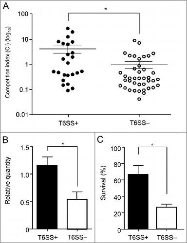 Figure 4. Results of competition, biofilm formation, and serum resistance assays. These results came from 3 T6SS+ and 2 T6SS- isolates. (A) Relative in vitro competition indexes (CIs) for A. baumannii isolates by the presence of T6SS (T6SS+ vs. T6SS–). The CI values shown are the number of A. baumannii divided by the number of E. coli MG1655. Each circle represents the CI of each in vitro replicate. (B) Relative quantity of biofilm in A. baumannii isolates compared with that of ATCC 19606. (C) Serum resistance in A. baumannii isolates of each T6SS+ and T6SS– replicate. Serum resistance as a viability ratio (colony forming units [CFUs] of serum-bacterial suspension/ CFUs of bacterial suspension without normal human serum). The error bars indicate the standard deviations. *, Statically significant difference (P < 0.05).