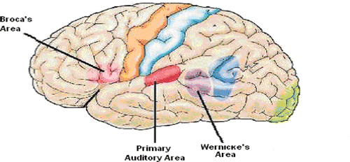 Figure 5. Brain's areas involved in language/comprehension.