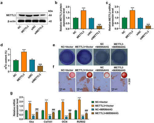 Figure 4. Overexpressed MIR99AHG abolished the effects of METTL3 on BMSCs osteogenic differentiation.(a-c) Relative METTL3 protein (a-b) and mRNA (c) expression after transfection was measured via Western blot and qRT-PCR. β-actin was used as internal reference. (d) M6A content in BMSCs after knocking down and overexpressing METTL3. (e-f) Effects of overexpressed METTL3 and MIR99AHG on osteogenic differentiation of BMSCs were evaluated by both ALP staining (e) and Alizarin Red S staining (f). Magnification: × 200. Scale bar = 100 μm. (g) Relative mRNA expression of Osx, Col1A1, OCN and RUNX2 after overexpressed METTL3 and MIR99AHG transfection was quantified with qRT-PCR. β-actin was the internal reference. All experiments have been performed independently in triplicate and data were expressed as mean ± standard deviation (SD). +++p<0.001, vs. NC; &&&p<0.001, vs. siNC; ***p<0.001, vs. NC+Vector; ###p<0.001, vs. METTL3+Vector; ^^p<0.01, ^^^p<0.001, vs. NC+MIR99AHG.