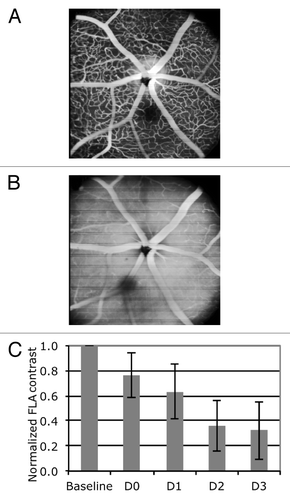 Figure 7. Fluorescein angiography (FLA) at (A) baseline situation prior to irradiation and (B) two days after irradiation demonstrate massive leakage, manifesting itself by obvious loss of image contrast. (C) Evaluation of the image contrast shows that contrasts decreases to approximately 35% of its baseline value within three days after the irradiation.