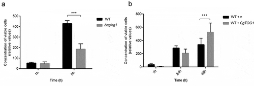 Figure 6. CgTOG1 is required for survival upon phagocytosis. (a) The concentration of viable KUE100 C. glabrata wild type (black bars) or derived Δcgtog1 deletion mutant (gray bars) after co-culture with G. mellonella hemocytes using a MOI of 1:5. (b) The concentration of viable L5U1 C. glabrata wild type strain, harboring the pGREG576 cloning vector (black bars), or the pGREG576_MTI_CgTOG1 expression plasmid (gray bars) after co-culture with G. mellonella hemocytes using a MOI of 1:5. The displayed results are relative to the concentration of viable cells inoculated at time zero and are the average of at least six independent experiments. Error bars represent the corresponding standard deviation