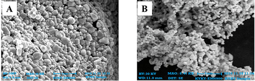 Figure 2 SEM images of silver nanoparticles. (A) Potato peel extracts; (B) coriander stem extract.