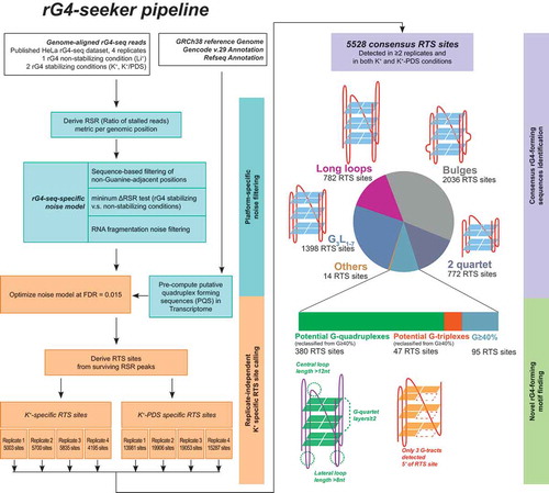 Figure 5. Workflow of rG4-seeker pipeline on published HeLa rG4-seq dataset. rG4-seeker is a novel pipeline for rG4-seq analysis that automates the proposed workflow of RTS site detection (minimum ΔRSR metric scheme, sequence-based filtering scheme and fragmentation-associated noise model) and combines detection results from multiple rG4-seq replicate experiments by consensus.