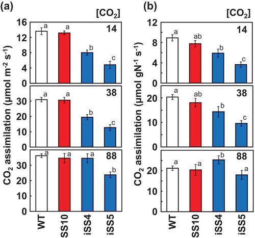 Figure 3. Photosynthetic rate under different CO2 partial pressures. The CO2 assimilation rates are shown based on the leaf area (a) and nitrogen content (b). The CO2 assimilation rates of uppermost fully expanded leaves (10th leaf blade at 10.5 leaf stage) were measured at a photon flux density of 1,500 μmol m−2 s−1, leaf temperature of 28°C and CO2 partial pressures of 14, 38 and 88 Pa. Data represent the mean ± SD of four biological replicates. Different letters above the bars indicate significant difference (P < 0.05) between lines determined by Tukey’s test
