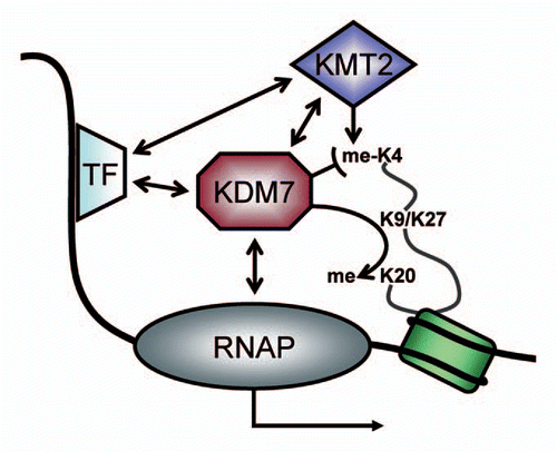 Figure 2 Simplified model of action for transcriptional co-activation by KDM7-proteins. Upon gene induction, transcription factors (TF) bind to specific DNA-sequences and recruit co-activators such as H3K4-methyltransferases (KMT2). The latter introduce methyl-marks on histone H3 tails (me-K4) which protrude from nucleosomes. These activation chromatin marks are bound by proteins such as histone demethylases of the KDM7-family. This class of chromatin-modifying enzymes removes repressive methyl-marks from K9 or K27 on H3 or K20 on H4. Furthermore KDM7 can interact with RNA polymerases I or II (RNAP) and other chromatin-associated factors (such as E2F1 and ZNF711). Both mechanisms lead to the activation of transcription. However, the transcription factors and interactions may be specific for cell type, time point and gene locus, which could be the means by which KDM7-activity is regulated.
