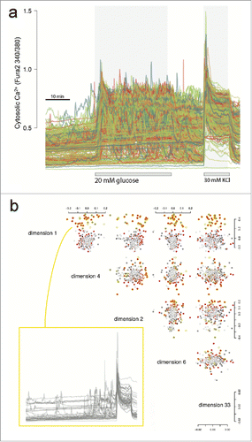 Figure 2. Ca2+ traces and exploratory data analysis. (A) Raw Ca2+ traces from Fura-2 stained islet cells showing the timed glucose perturbations and KCl depolarisation. (B) Cells were imaged in three microscopy fields (Supplementary Fig. 1). Shown are the five top ranked MDS dimensions of the raw Ca2+ traces based on large mean silhouette width between the fields (details provided in Supplementary Information). Cells are colored red, dark gray or light gray to reflect the three different microscopy fields. We noticed that the cluster of cells circled in yellow enriched for cells of one field due to inhomogeneous dispersion, but more importantly that these cells showed a distinct Ca2+ trace pattern irrespective of field. The traces are shown for these cells which are mostly/only responding during KCl depolarisation.