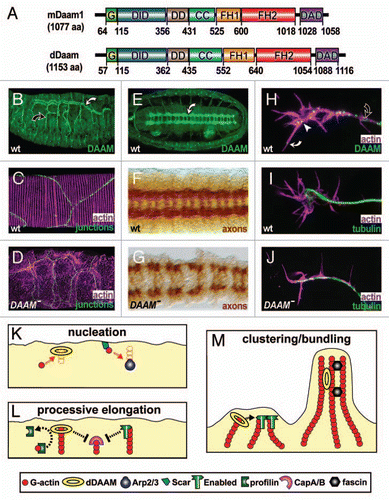 Figure 1 Properties and functions of Drosophila DAAM. (A) Mouse and Drosophila DAAM are of similar length and display the same functional domains: GTPase binding (G), diaphanous inhibitory (DID), N-terminal dimerisation (DD), coiled-coil (CC), formin homology 1 and 2 (FH1, FH2), diaphanous autoregulatory domain (DAD); residues demarcating the functional domains are shown below. (B) In embryos, dDAAM is strongly expressed in main (white curved arrow) and side branches (black curved arrow) of tracheal trees. (C) At high magnification, tracheae show parallel lines of F-actin enrichment (magenta) that run across cellular junctions (green, stained for De-Cadherin) in the main airways. (D) In tracheae of dDAAM loss-of-function mutant embryos, ordered F-actin patterns are abolished. (E) dDAAM is strongly expressed in the ladder-shaped neuropile within the embryonic CNS (white curved arrow). (F) In wild-type embryos, the axonal marker BP102 labels the ladder-like arrangement of the neuropile. (G) In dDAAM loss-of-function mutant embryos, the neuropile is severely disrupted indicating strong axonal growth defects. (H) In cultured primary embryonic neurons, dDAAM displays a punctate pattern along the axon (black curved arrow), but also at the growth cone (white arrow head) and in filopodia (white curved arrow). (I) In wild-type neurons, growth cones frequently display a hand-shaped broad appearance. (J) In dDAAM loss-of-function mutant neurons, growth cones tend to be narrow and display significantly reduced numbers of filopodia. (K–M) Potential functions of dDAAM during filopodia formation in Drosophila neurons. (K) dDAAM acts as an actin nucleator in parallel to Scar complex/Arp2/3 complex activity. (L) Like enabled, dDAAM promotes processive elongation of actin filaments, expected to collaborate with profilin and potentially antagonising the capping activities of the CapA/B complex. (M) The ability to bind and bundle actin filaments in vitroCitation25 suggests potential roles for dDAAM in clustering of actin filament barbed ends (together with enabled; left) or the stabilisation of F-actin bundles (together with other bundlers, such as fascin; right).