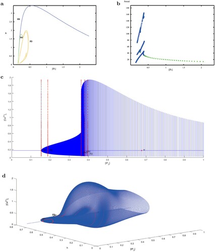 Figure 7. Dynamics of [Ca2+]i oscillator. (a) ([IP3],A) bifurcation diagram includes HB (Hopf bifurcation), NS (Neimark-Sacker) and PD (period doubling) curves, represented by the blue, green and orange curves. (b) The period of the limit cycle bifurcating from Hopf bifurcation decreases with the increase of [IP3]. (c-d) One-parameter bifurcation diagrams in 2-d and 3-d spaces, showing the bifurcation points: H ([IP3]=0.153705), NS ([IP3]=0.1541724) and PDs ([IP3]=0.1881808 and 0.3962286). In the 3-d space, h is the fraction of channels not inactivated by Ca2+.