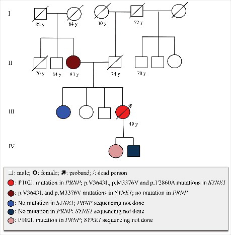 Figure 4. Medical history, P102L mutation in PRNP and the mutation in SYNE1 in the patient's family. Open square: male; open circle: female; square or circle with prolonged diagonal lines: deceased individuals; red circle with arrow: proband case with P102L mutation in PRNP and p.V3643L, p.M3376V, p.T2860A mutations in SYNE1; Dark brown circle: with p.V3643L, p.M3376V mutations in SYNE1, no mutation in PRNP; Blue circle: no mutation in SYNE1, PRNP sequencing not done; Dark blue circle: no mutation in PRNP, SYNE1 sequencing not done; Pink circle: with P102L mutation in PRNP, SYNE1 sequencing not done.