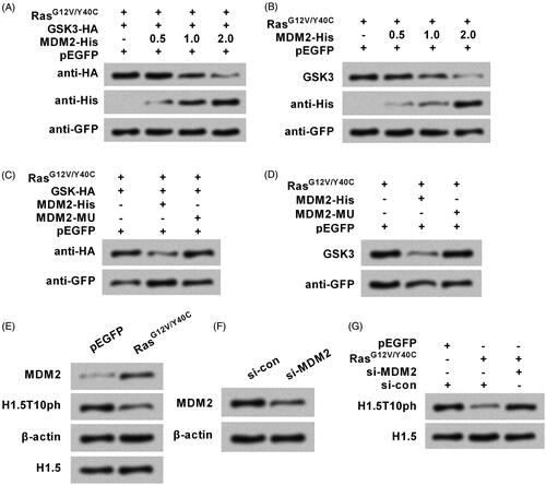 Figure 6. Ras-AKT signaling degrades GSK3 through modulation of MDM2. (A) The plasmids for expression of RasG12V/Y40C, GSK3, and MDM2 were transfected into A172 cells. His-tagged MDM2 plasmid (MDM2-His) was used with concentrations of 0.5, 1, and 2 μg. Exogenous levels of GSK3 protein were tested by Western blot. (B) The plasmids for expression of RasG12V/Y40C and MDM2 were transfected. Endogenous levels of GSK3 protein were reassessed. A plasmid for expression of mutated type of MDM2 (MDM2-MU) was transfected instead of the MDM2-His. (C) Exogenous and (D) endogenous levels of GSK3 protein were respectively tested. (E) RasG12V/Y40C expression plasmid was transfected into A172 cells, and then the protein levels of MDM2 and H1.5T10ph were measured. (F) siRNA specific for MDM2 (si-MDM2) was transfected into cell. Transfection efficiency was tested by Western blot. (G) RasG12V/Y40C expression plasmid and si-MDM2 were co-transfected into cell. The expression of H1.5T10ph was measured.