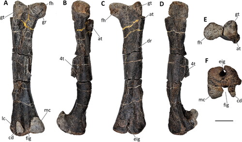 Figure 36. Comptonatus chasei gen. et sp. nov. (IWCMS 2014.80). Left femur in A, posterior, B, medial, C, anterior, D, lateral, E, proximal and F, distal views. Abbreviations: at, anterior trochanter; cd, condylid; dr, diagonal ridge; eig, extensor intercondylar groove; fh, femoral head; fig, flexor intercondylar groove; gr, groove; gt, greater trochanter; lc, lateral condyle; mc, medial condyle; 4t, fourth trochanter. Scale bar represents 100 mm.