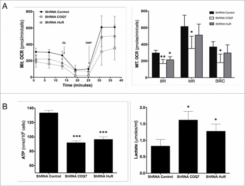 Figure 5. HuR regulates mitochondrial respiration. Oxygen consumption rate (A) and ATP levels and lactate production (B) were measured in HuR-silenced and in COQ7-silenced cells. Mitochondrial oxygen consumption rates (Mit. OCR) following the sequential addition of oligomycin A (OL), 2,5-dinitrophenol (DNP) to MRC-5 cells stably transfected with HuR or COQ7 shRNA (B, left panel). Right panel: quantification of the mitochondrial basal respiration (BR), maximal respiration (MR), and spare respiration capacity (SRC). These parameters were calculated as described in the Materials and Methods section. Values are the means ± SD of 5 independent experiments. control shRNA vs. HuR shRNA or COQ7 shRNA. *P < 0.05, **P < 0.01, ***P < 0.001.