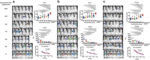 Figure 4. Identification of the protective correlates for active immunization. (a) For F antigen, six groups of mice (6 mice/group) were actively inoculated with serially diluted DNA vaccines (3-fold serial dilutions with an initial amount of 50 µg/mouse) for immunogens F (a), G (b), and F and G combined (c), respectively. Fourteen dpi, mice were bled for serum collection and challenged with the NiV pseudovirus. Luminescent signals were detected 3 days after infection. The flux signals and NAb titres were detected for each mouse. Mice with non-immunization were included as control. The flux signals and NAb titres of each group were compared with the control group using student’s t test (*p < .05, **p < .01, ***p < .001, ****p < .0001). The median effective dose (ED50) values were determined to be 3.79 μg (95% confidence interval: 1.13–13.13 μg), 4.00 μg (95% CI: 0.82–28.71 μg), and 3.38 μg (95% CI: 0.88–12.00 μg) for the DNA vaccines expressing F, G, and FG, respectively. The correlation between the log-transformed values for the flux and NAb titres were analysed. Significant linear correlations were found between the log-transformed total flux and the ID50 values for each immunogen. The limited protection levels of NAbs were identified as 52, 170, and 123 for immunogens F, G, and FG, respectively. For the F immunogen study, one mouse in the fifth group died after anesthetization just before bioluminescence detection, so the data for this animal were not included in the analysis. Data for Figure 4(a–c) were generated in one big experimental set-up.