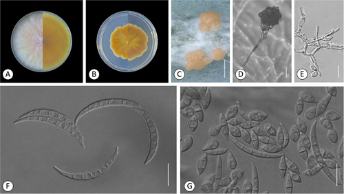 Figure 5. Fusarium campestre (FTSC 12). A–B. Colony morphology after 8 d growth on PDA using a 12/12 h photoperiod. Colony surface is shown on left half of each plate and colony undersurface on right half. A. KG158. B. KG508. C-G. KG158. C. Sporodochia on carnation leaf. D. Microconidia in false head on a long conidiophore. E. Conidiophores producing citriform microconidia. F. Multiseptate fusiform sporodochial conidia. G. 0- to 1-septate and multiseptate aerial and sporodochial conidia, respectively. Bars: C = 1 mm; D–G = 20 μm.