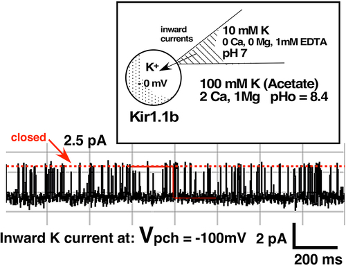 Figure 2a. Representative Kir1.1b single channel inward current record in a cell-attached patch with 10 mM K, zero Ca in the pipette (outside of channel). Oocytes were depolarized by 100 mM K in the bath, which maintained internal oocyte [K] near 100 mM and allowed the patch potential to be calculated as the negative of the pipette command potential. Inward current averaged 2.5 pA at a patch voltage of −100 mV (inside negative). In this and all subsequent figures, permeant acetate buffers at pHo = 8.4 maintained internal oocyte pHi = 7.4, which guarantees that the Kir1.1 bundle crossing gate remains open.