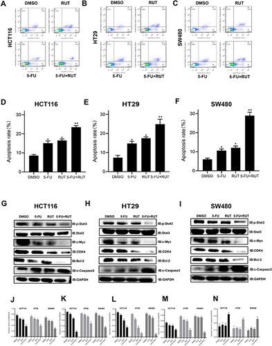 Figure 5 (A–F) Apoptosis-inducing effect of RUT, 5-FU and their combination on HCT116, HT29 and SW480 cells. The percentage of apoptotic cells was determined by flow cytometry after being treated with DMSO, RUT, 5-FU and their combination respectively for 24 h. (G–N) The expression of related proteins (p-STAT3, STAT3, c-Myc, GAPDH, CDK4, Bcl-2, c-Caspase 3) in cells treated with DMSO, RUT, 5-FU and 5-FU+RUT were detected 24 h later. n=3,*P < 0.05, **P < 0.01, ***P < 0.001 compared with DMSO group.