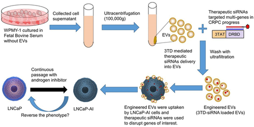 Figure 1. Schematic of strategy to load siRNAs into EVs and predicted treatment effect of engineered EVs on CRPC cells.