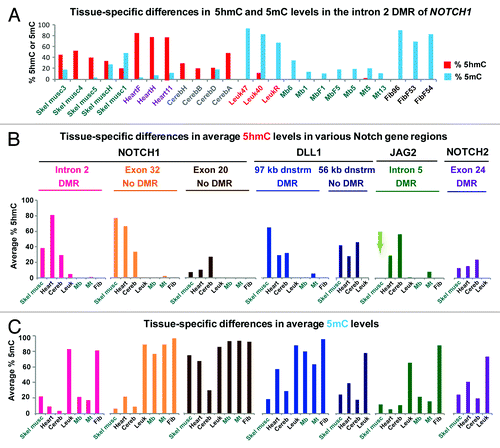 Figure 5. Quantification of 5hmC and 5mC at assayed CCGG sites in myogenic hypomethylated regions by enzymatic assay. (A) The percentages of 5hmC and 5mC for the assayed site in intron 2 of NOTCH1 in each tested sample and (B) and (C), average percentages of 5hmC and 5mC for each group of samples at the indicated subregions, determined as described in Methods. DMR, refers to a region of significant differential methylation between the set of Mb and Mt vs. nonmuscle cell cultures or skeletal muscle tissue vs. nonmuscle tissue. For the JAG2 site, the light green arrow in panel b denotes the lack of appreciable 5hmC at the assayed site in skeletal muscle in contrast to its abundance in heart and cerebellum; note the high levels of 5hmC for all three of these tissues at NOTCH1 intron 2 and exon32 sites and the DLL1 sites. The exact sites studied are given in Table S2 and their relative positions are illustrated in Figures 1D, 3F, 4F and Figure S3A.