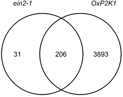 Figure 3. Overlap between genes responsive to ATP in ein2, but not WT, coi1, and npr1 (ein2-specific), and those responsive to ATP in OxP2K1.