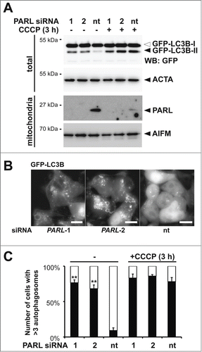 Figure 2. Blocking PARL-catalyzed PINK1 processing induces PARK2-mediated mitophagy. (A) PARL knockdown by 2 independent siRNAs (1 and 2) for 10 d in HEK293 T-REx cells expressing the autophagosomal marker GFP-LC3B induced conversion of soluble, cytoplasmic GFP-LC3B-I to lipidated, membrane-bound, activated GFP-LC3B-II. In cells transfected with the nontargeting siRNA (nt) autophagy was only induced upon treatment with CCCP. The cellular markers AIFM and ACTA/actin were used as loading control. (B) siRNA-mediated PARL knockdown in stable GFP-LC3B expressing cells triggered formation of autophagosomes, whereas GFP-LC3B stayed cytosolic in control cells. Scale bars: 10 μm. (C) PARL knockdown by 2 independent siRNAs (1 and 2) triggered mCherry-PARK2 translocation and autophagosome formation whereas cells transfected with a nontargeting siRNA (nt) responded only in presence of CCCP. See Figure S2A for representative picture. Cells showing more than 3 GFF-LC3B and mCherry-PARK2 positive structures were defined as autophagy-positive. Per sample 100 cells were analyzed (means ±SEM, n=4 ). Significant changes of PARL ablation in absence of CCCP vs. nt control are indicated (**P<0.01; Student t test).