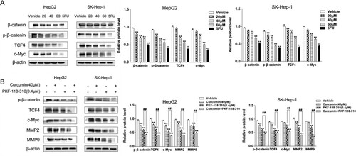 Figure 2. Curcumin inhibits Wnt/β-catenin signalling in hepatocellular carcinoma cells. (A) Western blotting was used to detect the expression of Wnt/β-catenin pathway-related proteins in HepG2 cells and SK-Hep-1 treated with curcumin (20, 40, and 60 µM) and 5FU (10 µM) at 24 h. (B) Western blot analysis of β-catenin TCF4, c-Myc, MMP2, and MMP9 in HepG2 cells and SK-Hep-1 cells after addition of PKF-118-310. Each group compared with the vehicle group, **P < 0.01, PKF-118-310 group compared with curcumin + PKF-118-310 group, ##P < 0.01.