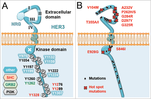 Figure 2. Key sites of HER3. (A) Shown are phosphotyrosine phosphorylation sites of HER3/ERBB3 able to dock binding proteins involved in MAPK (ERK) or PI3K/AKT signaling pathways, such as SHC, GRB2 or the α subunit of PI3K. (B) Reported sites of mutations within HER3/ERBB3 reported in different types of tumors. Note that hot spot mutations (red) are more frequently detected in cancer.