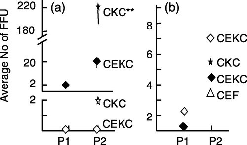 Figure 5. Increase in the number of MDV FFU in p2 using MDV-infected CEKC. 5a: p1 RB-1B-infected CEKC were trypsinized and the cells were passed to CEKC or CKC (experiment 2). 5b: p1 RK-1-infected CEKC were trypsinized and the cells were passed to CEKC, CEF, or CKC (experiment 3). The values represent the average number of FFU based on four dishes/bird for two individual bird samples (#1=open symbols and #2=closed symbols (a) or the average value for three individual birds (b). The open and closed symbols in (b) are representing the same birds in p1, but cells were passed to CEKC and CEF (open symbols) or CEKC and CKC (closed symbols). Significant differences: ** P<0.01 using Student's t test; vertical bars indicate the standard deviation.