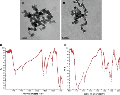 Figure 1 TEM images and FT-IR spectra of composite iron oxide nanoparticles.Notes: (a, b) TEM of citrate and dextran-coated IONP; (c, d) FT-IR spectrum of citrate and dextran-coated IONP.Abbreviations: IONP, iron oxide nanoparticles; TEM, transmission electron microscope; FT-IR, Fourier transformed infrared spectroscopy.