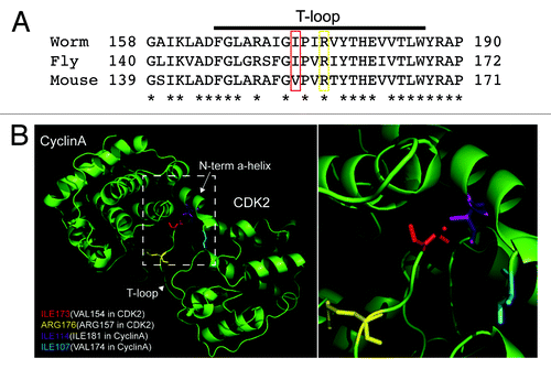 Figure 2. (A) Alignment of amino acid sequences surrounding the T-loop region of CDK1 from worm, fly, and mouse, showing the positions of conserved amino acid sequence mutated in the hypomorphic alleles of cdk-1 (ne2257 [I173F] and ne236 [R176H]) isolated in genetic screens using C.elegans, boxed in red or yellow, respectively. Invariant amino acids are indicated with an asterisk. (B) Crystal structure of activated mouse CDK2/CyclinA complex. Amino acids corresponding to those affected in the hypomorphic alleles of cdk-1, Ile173 in the case of ne2257, and Arg176 in the case of ne236 are shown in red and yellow, respectively. The amino acids corresponding to those affected in 2 cyb-3 suppressor alleles of cdk-1(ne2257) are also shown in magenta (ne4276) and light blue (ne4277).