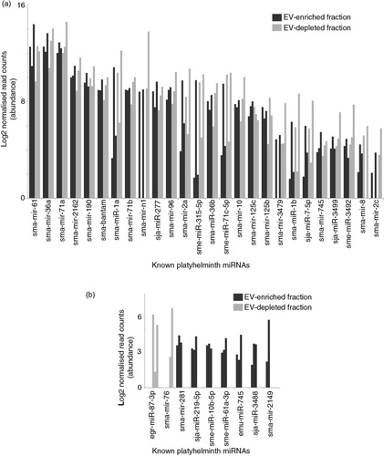 Fig. 4.  Most of the 35 known miRNAs released by schistosomula are found in comparable abundance between EV-enriched and EV-depleted fractions. Outputs from the miRDeep2.pl script within the miRDeep2 package were used to identify known platyhelminth miRNAs in schistosomula E/S samples. Manual curation against the recent literature (49,51,53) was also performed to identify previously described miRNAs that have not yet been uploaded to miRBase. A total of 35 known miRNAs were subsequently identified. (a) Known sma-miRNAs (26) found at similar abundance between EV-enriched (dark bars) and EV-depleted (light bars) fractions. (b) Known sma-miRNAs (9) found at a higher relative proportion in the EV-enriched (black bars) or the EV-depleted (grey bars) fraction (i.e. containing reads only in the EV-enriched or EV-depleted fractions after normalization). The asterisk (*) represents sma-miRNAs (sma-mir-76 and sma-mir-2149) identified by seed sequence similarity to Schmidtea mediterranea sme-miRNAs. Bar charts represent the miRNA log2 normalized read counts for each sample where the indicated sma-miRNA was found (see Materials and methods). Raw and processed sma-miRNA read data are found in Supplementary file 3.