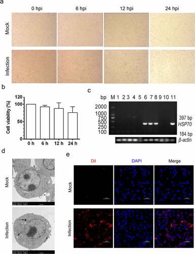 Figure 1. Establishment of MO infection in cultured MH-S cell lines. (a) MH-S cells cultured in 6-well plate were infected with 10 MOI of MO or mock infected for the indicated hours for observation of cytopathic effect. (b) Mock- and MO-infected cells at 0, 6, 12, and 24 hpi were collected for determination of the cell viability with CCK8 assays. (c) Mock- and MO-infected cells at 0, 6, 12, and 24 hpi were collected for detection of MO-specific Hsp70 genes (397 bp) by reverse transcription-PCR assays. Lane 1 ~ 4 and lane 5 ~ 8: mock cells and MO-infected cells at 0, 6, 12, and 24 hpi, respectively; lane 9 and 10: negative control; lane 11: positive control. Mock- and MO-infected cells at 24 hpi were also collected for detection of MO infection through TEM (d) and CFM (e) analysis. For TEM (D), black arrow shows the MO-like structures. Bar: 2 μm. For CFM (E), MO was labeled with Dil probes (Orange-red fluorescence), and nucleus was stained with DAPI (blue fluorescence). Bar: 50 μm