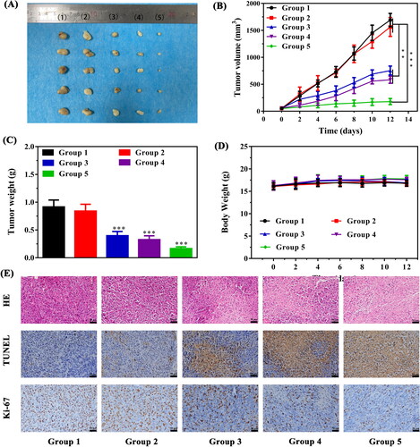 Figure 7. Evaluation of the anti-tumor effects of in vivo photothermal-photodynamic therapy. (A) The representative photograph of excised tumors from treated mice in each group (Groups included (1) control, (2) 808 + 606 nm laser irradiation, (3) IZBFC + 808 nm laser irradiation, (4) IZBFC + 660 nm laser irradiation, and (5) IZBFC + 808 nm + 660 laser irradiation, respectively). (B) Tumor volume growth curves of tumor-bearing mice in each group. (C) Tumor weights were measured after different treatments. (D) The body weight of MNNG/HOS tumor-bearing mice in each group during the treatment periods. (E) H&E, TUNEL and antigen Ki-67 immunohistochemistry of tumor slices in different groups.