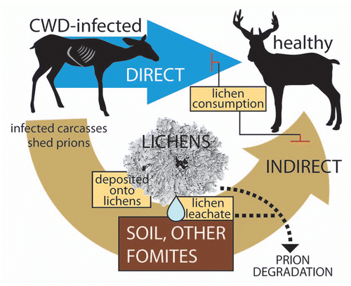 Figure 2 Hypothetical points where lichens could interrupt CWD transmission cycles. Transmission of CWD occurs directly through animal-to-animal contact and through indirect routes of exposure. Soil and other fomites are thought to maintain CWD infectivity in the environment and cause disease following oral exposure to prions. Should CWD agent be shed from infected animals or released from infected carcasses onto lichen surfaces, protease activity from the lichens may degrade the prions. Lichen leachates containing protease activity may also be able to degrade prions bound to soil or other fomite surfaces. The consumption of lichens by healthy animals may block both direct and indirect CWD transmission by promoting degradation of prion in the gastrointestinal tract.