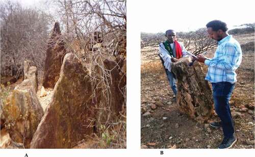 Figure 5. Photograph under “A” shows Derbi Belanbel Steles of different height, photograph “B” shows our guider with the author. Photograph by author and Ahmed Abdulahi. During field research: 30/07/2018