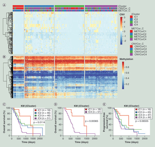 Figure 3. Four distinctive subgroups of pancreatic cancer identified based on integration of the DNA copy number variation, methylation and mRNA expression data. (A) Heatmap of CNVcor genes expression levels of four subgroups (iC1, iC2, iC3 and iC4) identified by iCluster. (B) Heatmap of METcor genes expression levels of four subgroups (iC1, iC2, iC3 and iC4). (C) Kaplan–Meier overall survival analysis of four subgroups (iC1, iC2, iC3 and iC4). (D) Kaplan–Meier overall survival analysis between iC1 and iC4 subgroups. (E) Kaplan–Meier progression-free survival analysis of four subgroups (iC1, iC2, iC3 and iC4).CNV: DNA copy number variation; EXP: mRNA expression; KM: Kaplan–Meier; MET: DNA methylation.