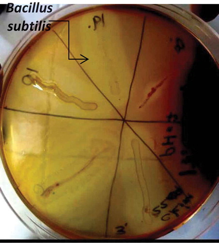 FIGURE 1 The pectin hydrolysis zone belonging to Bacillus subtilis pectinase.