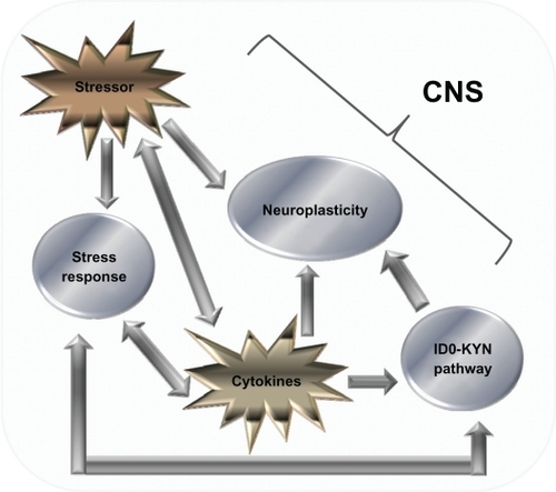 Figure 2 Cytokine-mediated pathways that influence the CNS. Diagram showing the various factors that influence the CNS. There is a complex relationship, the relationship with monoamines and the IDO–Kyn pathway, growth factors, and stress. Stressors and cytokines both increase the stress response, which is reflected by an increase in the amount of CRH, both in the CNS and peripherally, which in turn activates ACTH and cortisol (CORT) levels. CRH also has a bidirectional relationship with serotonin (5-HT) levels, and gamma aminobutyric acid acts as a mediator for this process. 5-HT levels are also influenced by the production of IDO, which favors the production of the neurotoxin KYN over 5-HT. The stressor system and IDO–KYN pathway both lead to a reduction in 5-HT. Cytokines also influence oxidative and apoptotic mechanisms, leading to a reduction in growth factors such as brain-derived neurotrophic factor, which in turn leads to impaired neuroplastic processes and decreased neurogenesis, as well as cytokines having an indirect effect on growth factor levels; stress has also been shown to have a direct effect. The culmination of these three pathways can lead to the development of major depression. Copyright © 2005, Elsevier. Adapted with permission from Hayley S, Poulter MO, Merali Z, Anisman H. The pathogenesis of clinical depression: stressor- and cytokine-induced alterations of neuroplasticity. Neuroscience. 2005;135(3):659–678.