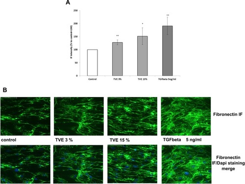 Figure 3 Effect of TVE on Fibronectin protein localization. HDF were treated with TVE at the indicated concentrations and after 72 h they were processed for immunofluorescence analysis. In the panel A, it was reported the fluorescence quantification corresponding to fibronectin production. The results are the averages of three independent experiments, expressed as percentages respect to the untreated control, arbitrarily set as 100%. The error bars represent standard deviations, and the asterisks indicate statistically significant values (** p value is between 0.001 to 0.01; *0.01 to 0.05). In the panel B, they were reported representative pictures for each treatment.