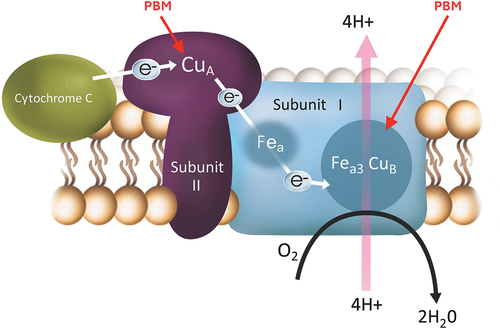 Figure 1. Photons are absorbed by photoacceptors in the targeted tissue mitochondrial protein, cytochrome C oxidase to restore energy production.