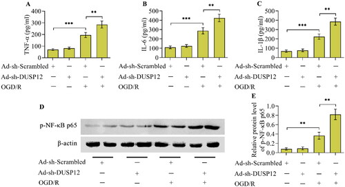 Figure 5. The effect of DUSP12 deficiency on the OGD/R-evoked inflammatory response. (A-C) Concentrations of TNF-α, IL-6 and IL-1β in Ad-sh-Scrambled- or Ad-sh-DUSP12-infected neurons with or without OGD/R were quantified by ELISA. (D, E) Levels of phosphorylated NF-κB p65 in Ad-sh-Scrambled- or Ad-sh-DUSP12-infected neurons with or without OGD/R were detected by Western blotting. n = 3. **p < 0.01, and ***p < 0.001. Statistical differences were determined using one-way ANOVA followed by Tukey’s post-hoc test.