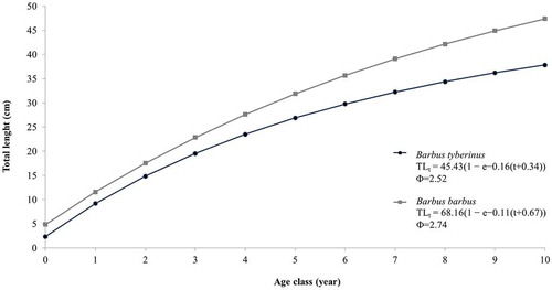 Figure 5. Comparison of the theoretical growth curves for the European barbel and the Tiber barbel.