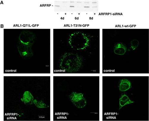 Figure 3.  Silencing of the ARFRP1 gene in HeLa cells disrupts the Golgi association of GTP-bound ARL1. (A) Silencing of endogenous ARFRP1 in HeLa cells by small interference RNA. DNA encoding for small interference RNA (siRNA) targeting the human ARFRP1 gene was subcloned into the pSUPER vector and HeLa cells were transfected with the empty vector (−) or with the pSUPER-ARFRP1 construct (+), cells were lysed 4, 6, or 8 days after transfection and ARFRP1 expression was analysed by Western blotting. (B) Subcellular localization of ARL1 after silencing of ARFRP1 in HeLa cells. HeLa cells were transfected with pSUPER (control) or pSUPER-ARFRP1 (ARFRP1-siRNA). After 4 days, cells were transfected with cDNA of ARL1-Q71L-GFP or ARL1-T31N-GFP. Cells were fixed with methanol and the subcellular localization of the GFP-tagged ARL1 mutants was analyzed by confocal laser scanning microscopy as described in the Methods section. This figure appears in colour in Molecular Membrane Biology online.