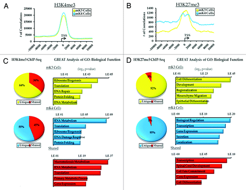 Figure 1. ChIP-Seq analysis of H3K4me3 and H3K27me3 in uninduced (mK3, yellow) and induced (mK4, blue) metanephric mesenchyme cells.(A and B) Genomatix analysis of the relative distance of H3K4me3 and H3K27me3 active regions (peaks) to the transcription start sites (TSS) of actively transcribed genes in a 20 Kb window. (C and D) Top 5 GO Biological terms determined by GREAT analysis of categorized H3K4me and H3K27me3 active regions (yellow, mK3 unique; blue, mK4; red, shared).