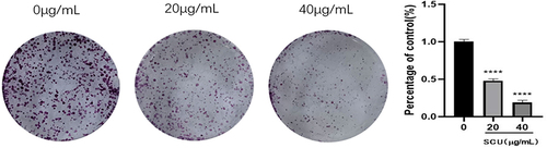 Figure 6 The effect of SCU on the proliferation ability of HepG2 cells. ****Represents p < 0.0001, respectively.