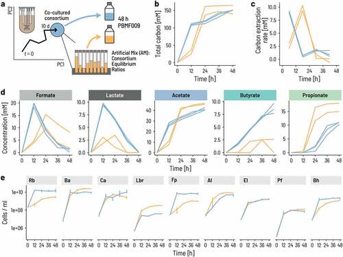 Figure 4. The onset of growth and activity occurs sooner for the consortium than a mix of strains. a. We compared the growth and metabolic activity of the co-cultured consortium to that of a mix of the same nine strains pooled together to imitate the cell counts of the individual strains at equilibrium. Strict anaerobic serum flasks containing PBMF010 medium were inoculated with either a consortium sample from the continuous fermentation, or an ‘Artificial Mix (AM)’ of single strains at the same ratios as in the continuous fermentation. b-d. Metabolite concentrations in terms of mol of carbon were measured during 48 h. e. Cell counts of each of the nine strains were measured using qPCR.